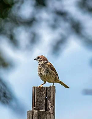 BIRD WATCHING